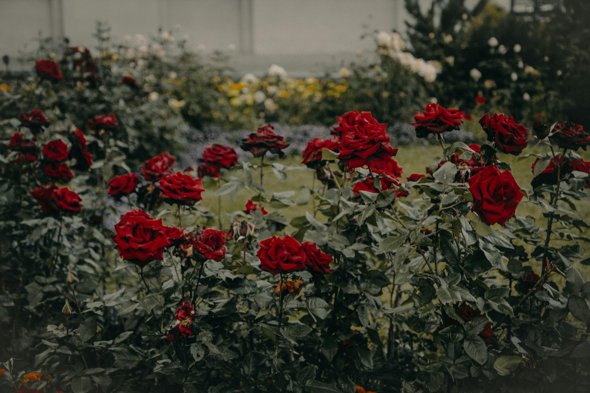 Pexels Iriser 974871